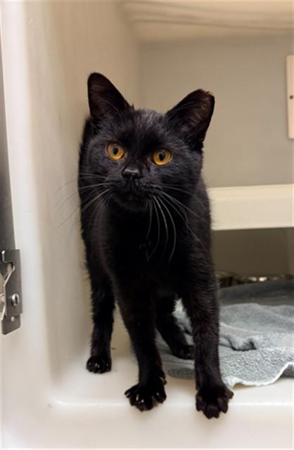 Enlarge ONYX, a Adoptable Domestic Short Hair in Statesville, NC image 1/1