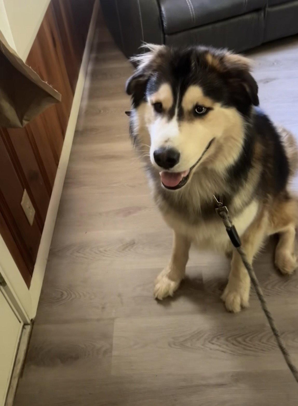 CLYDE, Adoptable, Adult Male Alaskan Malamute.
