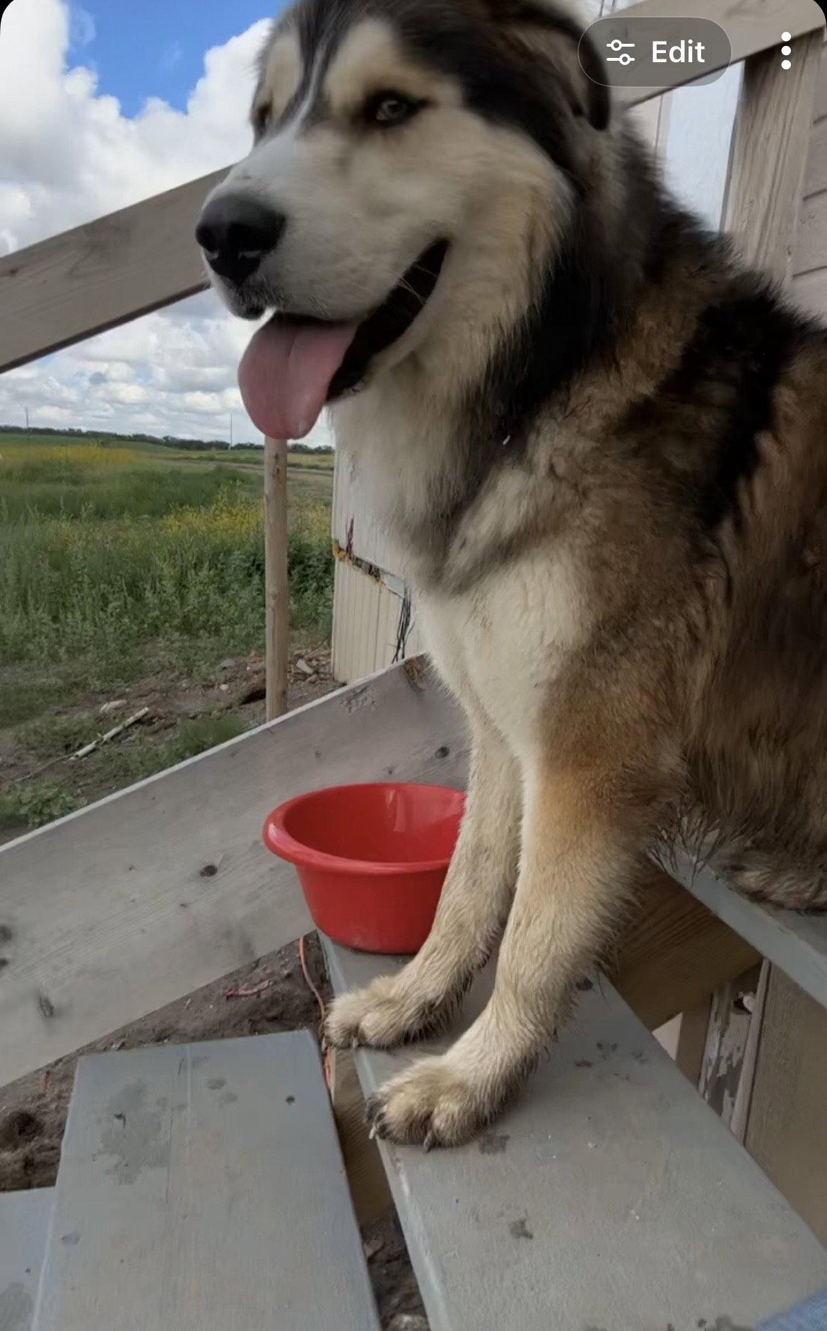 CLYDE, a Adoptable Alaskan Malamute in Seattle, WA image 2/3