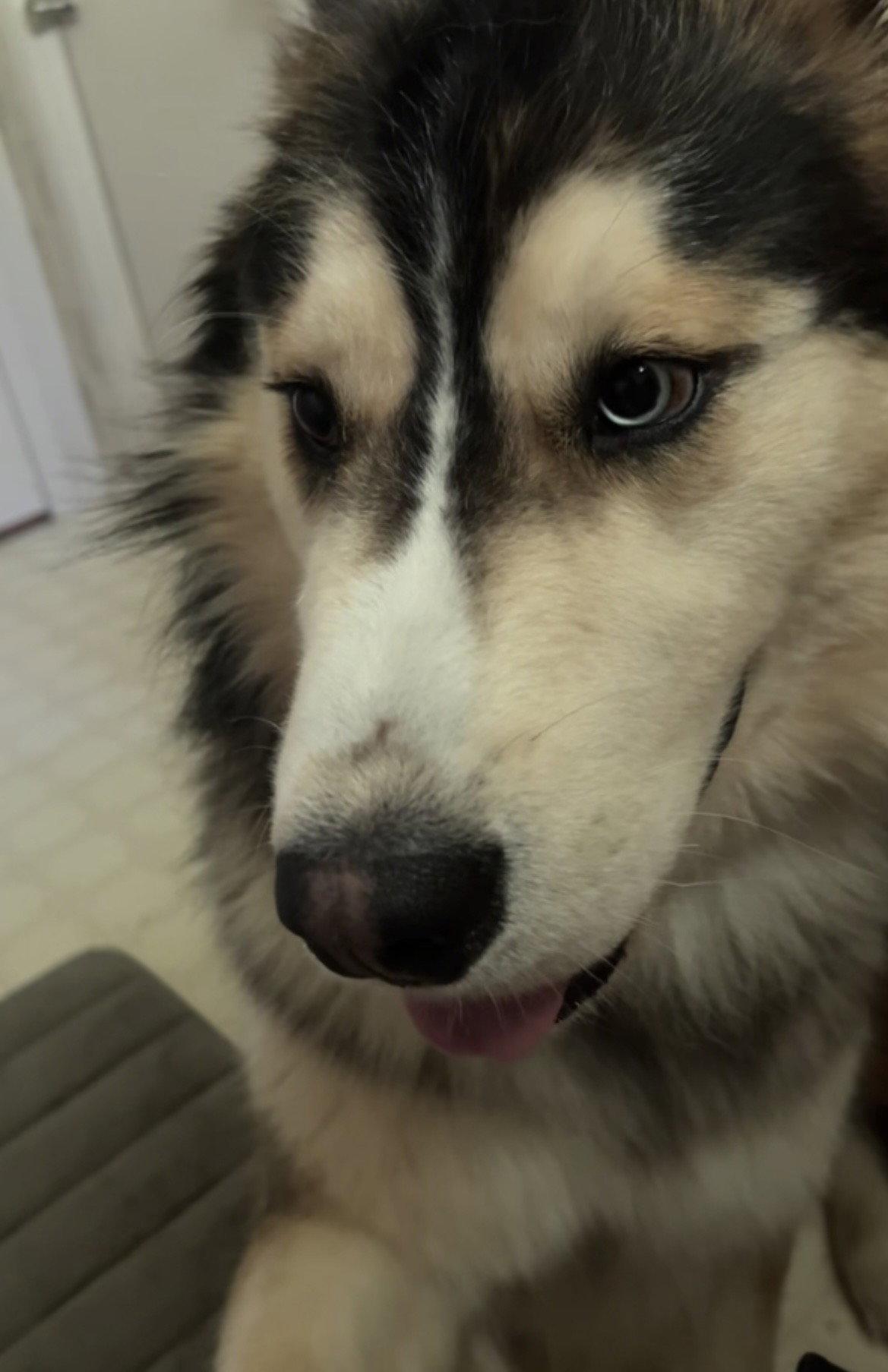 CLYDE, a Adoptable Alaskan Malamute in Seattle, WA image 3/3