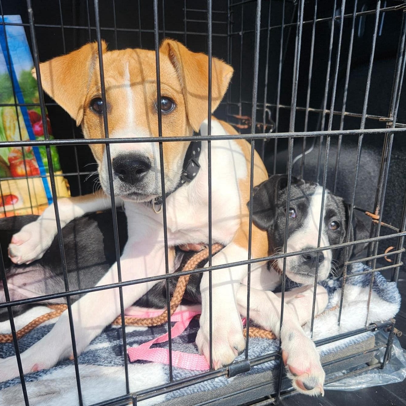 Enlarge Cole Puppy, a Adopted mixed breed in Scranton, PA image 2/6