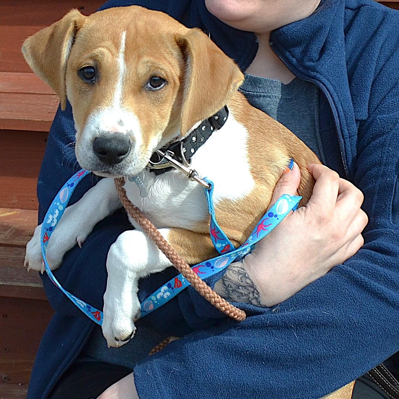 Enlarge Cole Puppy, a Adopted mixed breed in Scranton, PA image 3/6