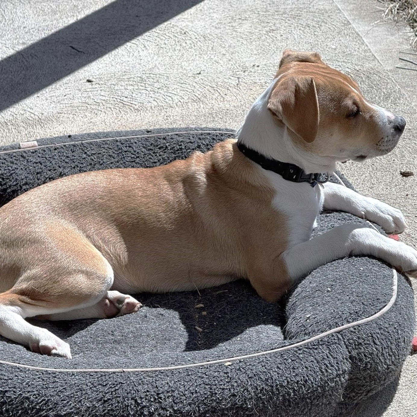 Enlarge Cole Puppy, a Adopted mixed breed in Scranton, PA image 4/6