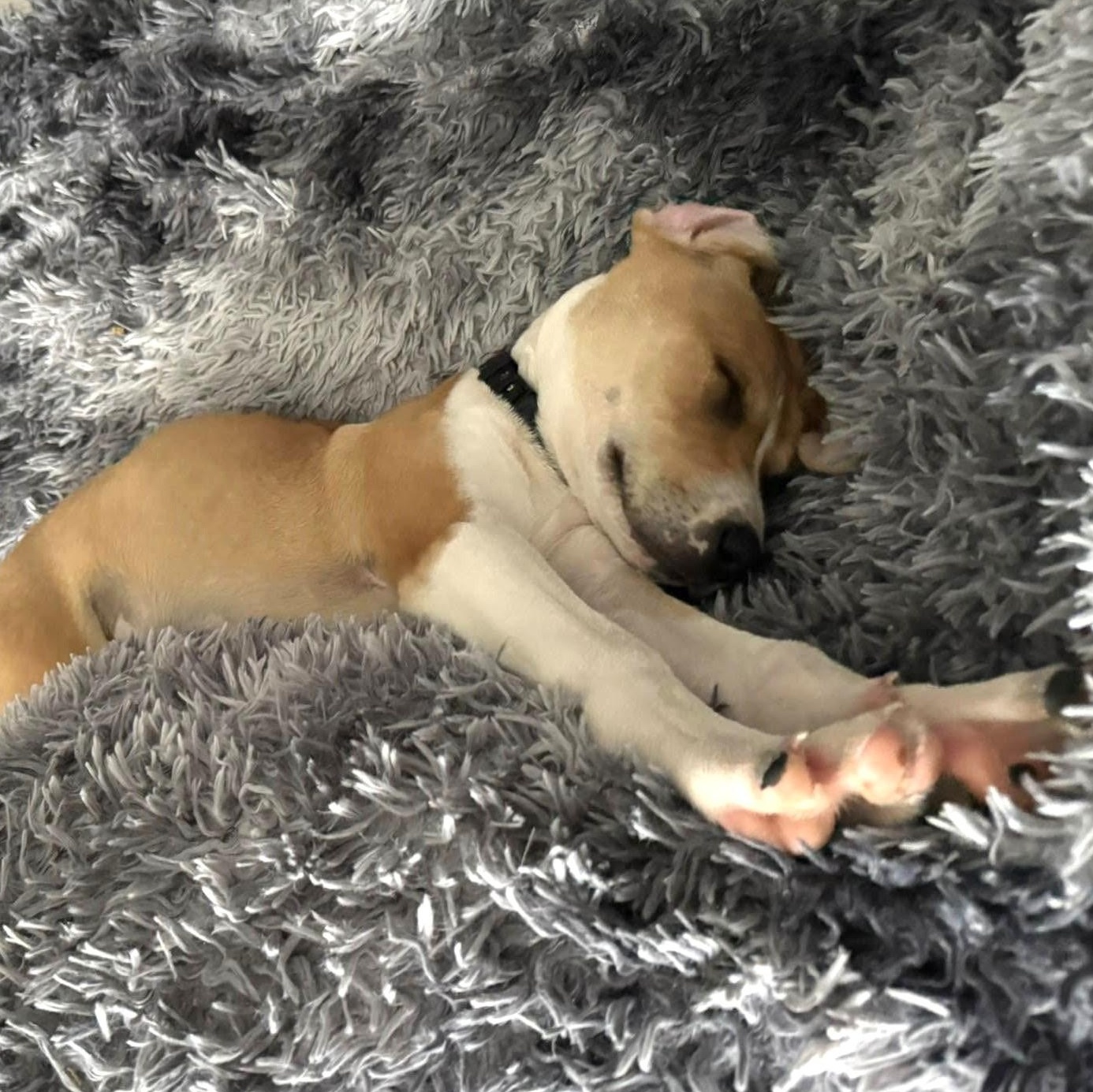 Enlarge Cole Puppy, a Adopted mixed breed in Scranton, PA image 5/6