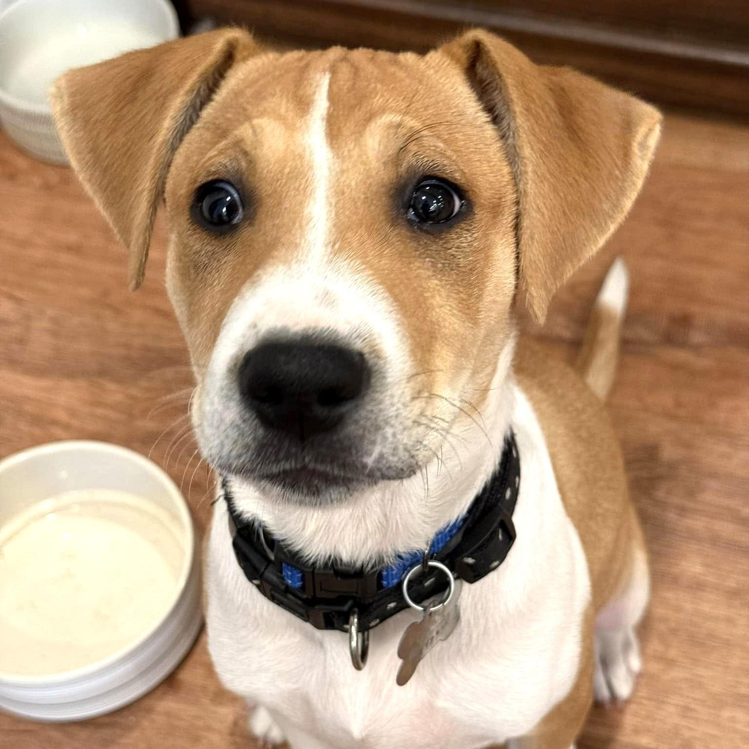 Enlarge Cole Puppy, a Adopted mixed breed in Scranton, PA image 6/6