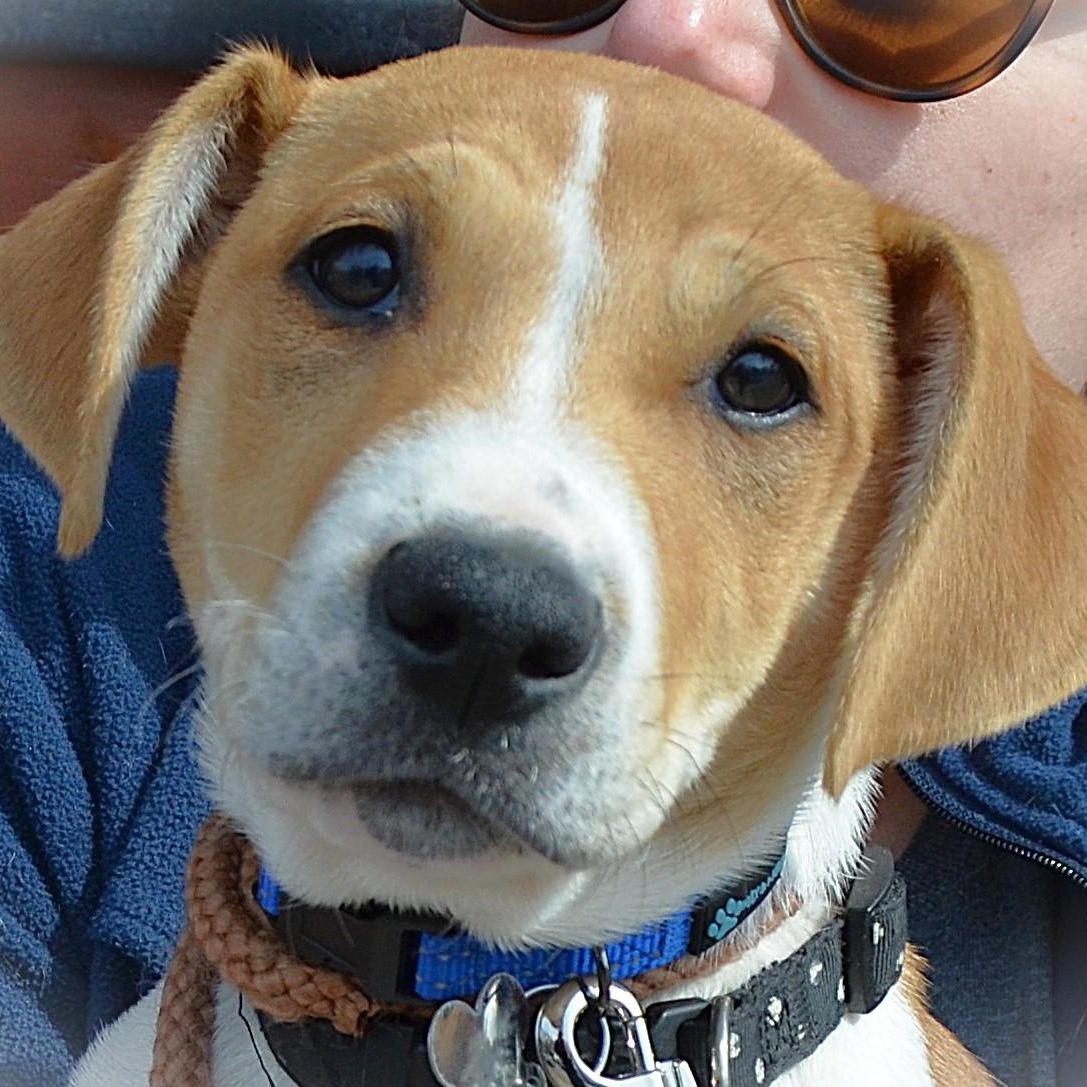 Enlarge Cole Puppy, a Adopted mixed breed in Scranton, PA image 1/6