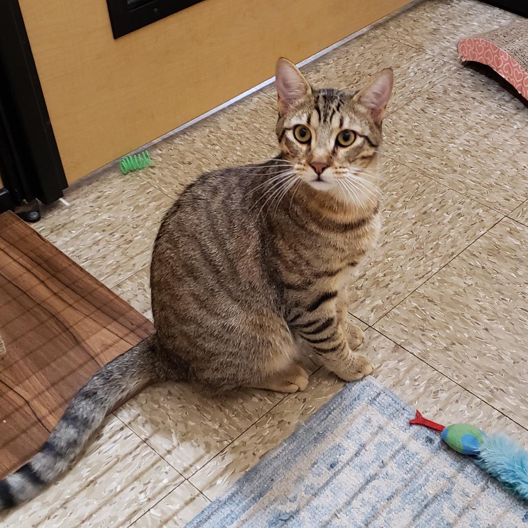 Enlarge Ozzy, a Adoptable Domestic Short Hair in Bulverde, TX image 1/3