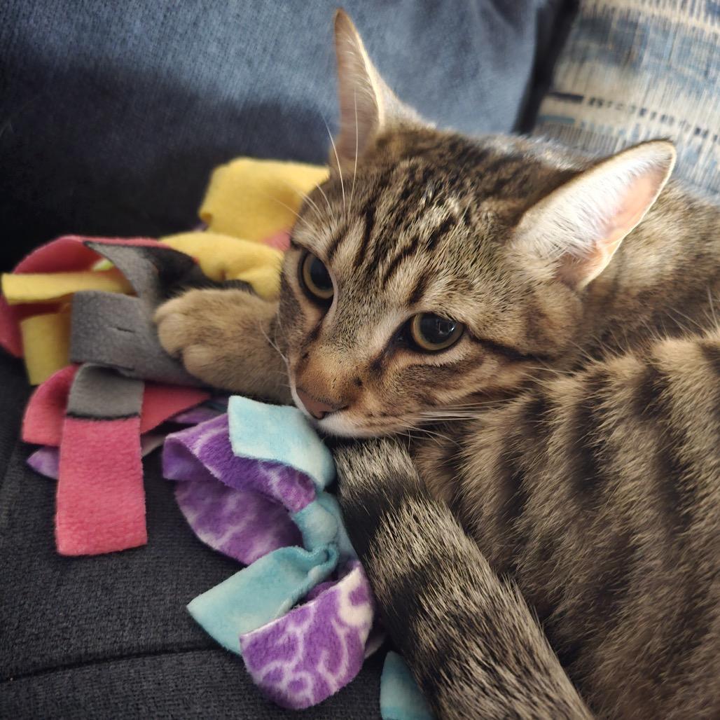 Enlarge Ozzy, a Adoptable Domestic Short Hair in Bulverde, TX image 2/3