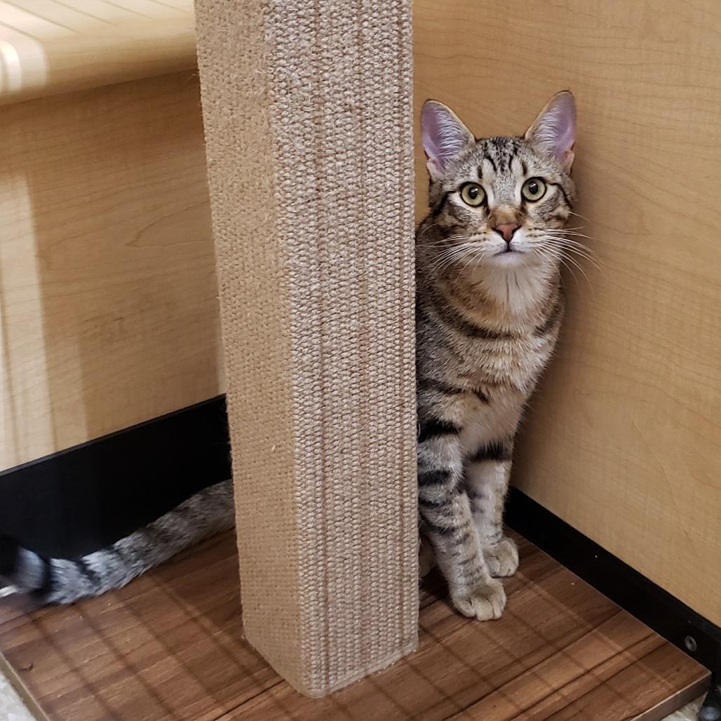 Enlarge Ozzy, a Adoptable Domestic Short Hair in Bulverde, TX image 3/3