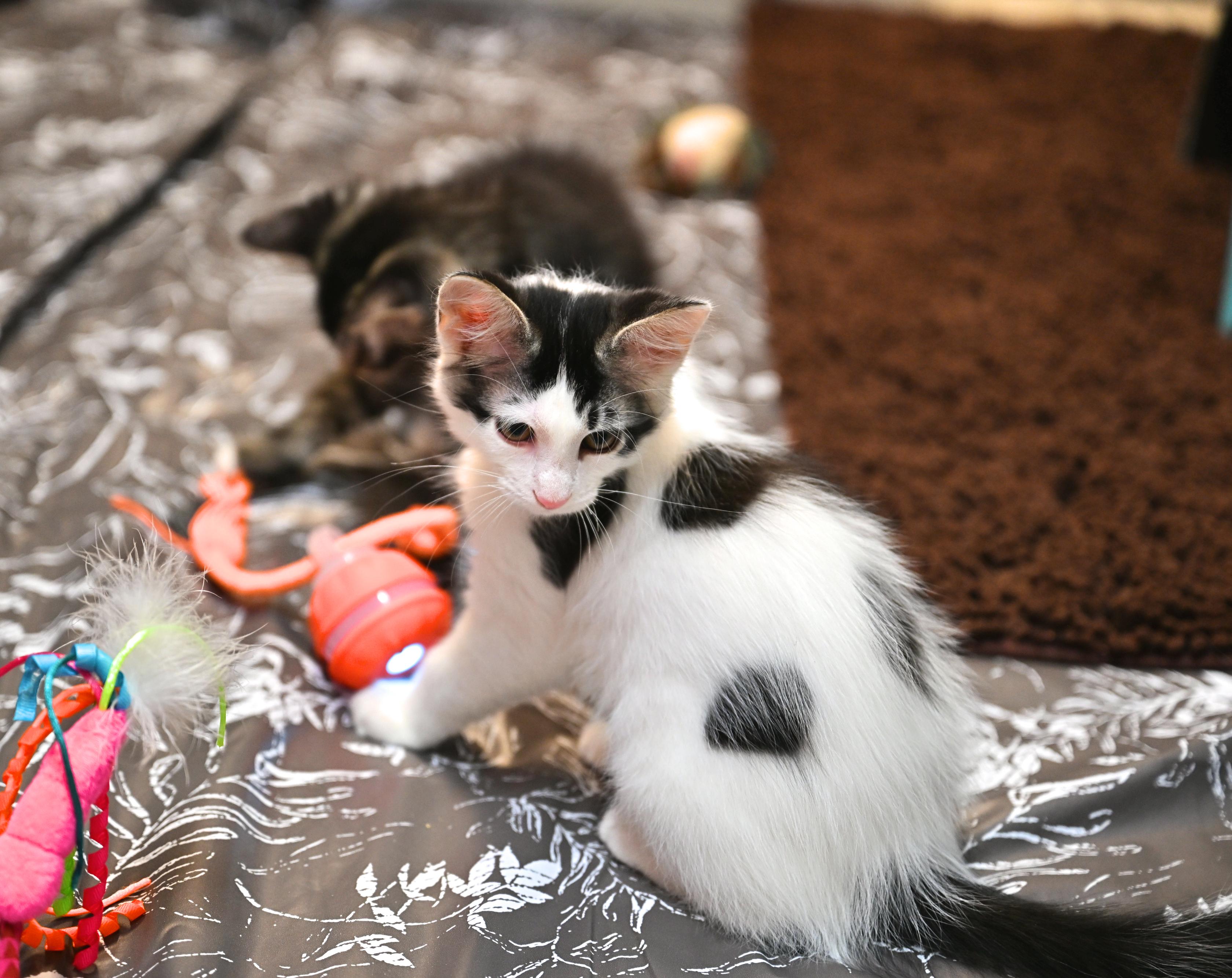Enlarge Chowda, an adopted mixed breed in Northampton, MA image 2/6