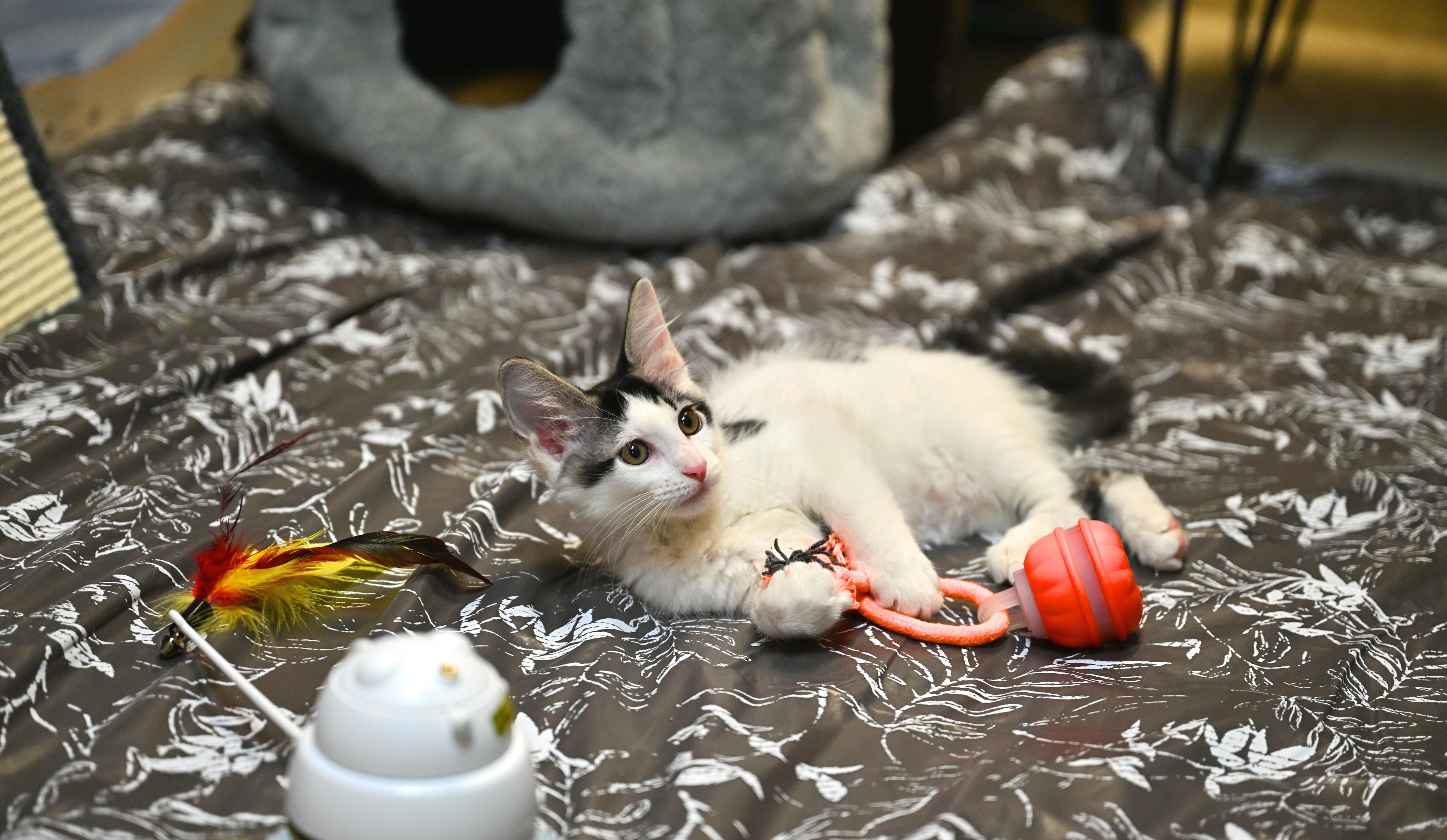 Enlarge Chowda, an adopted mixed breed in Northampton, MA image 3/6