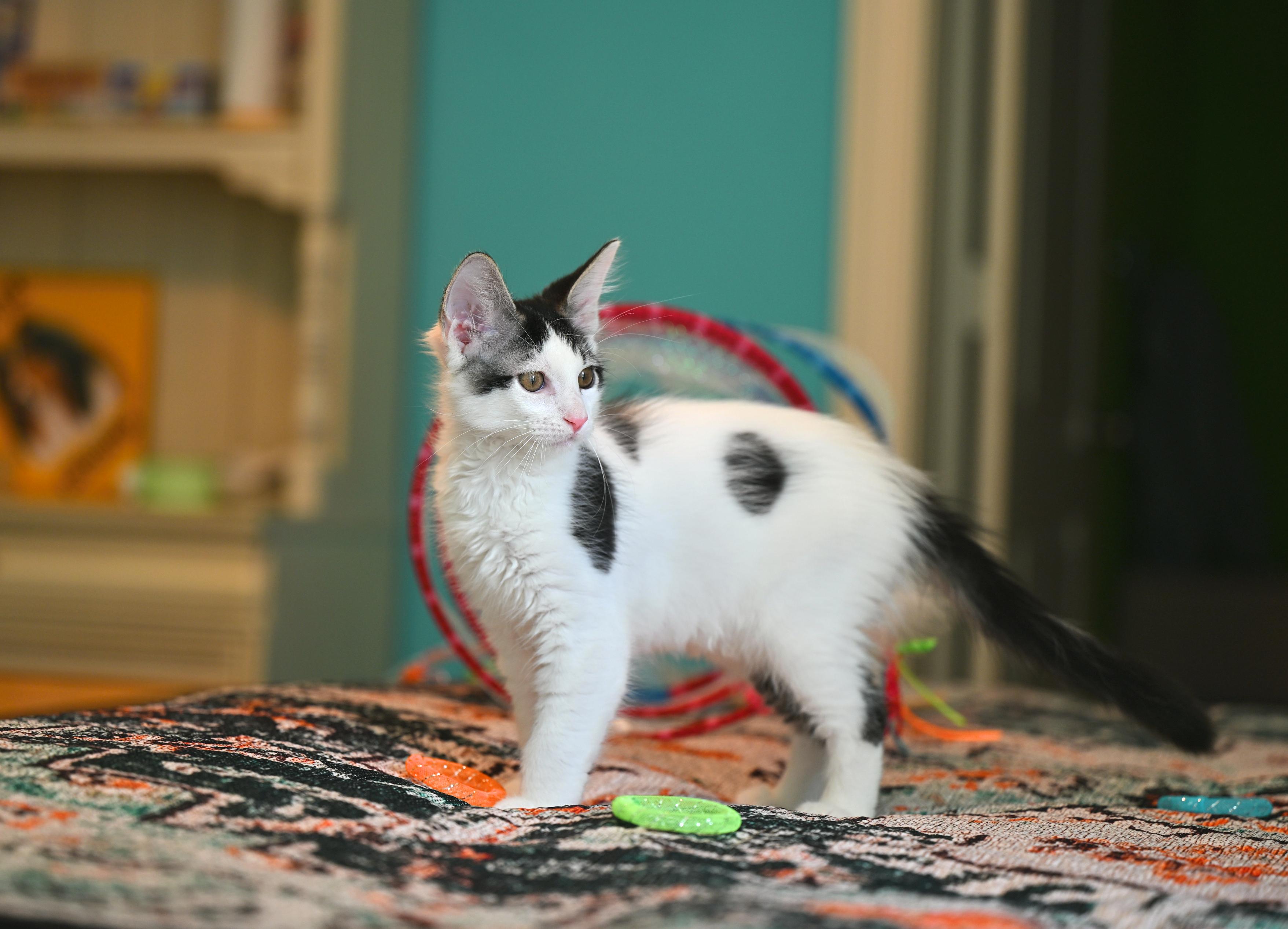 Enlarge Chowda, an adopted mixed breed in Northampton, MA image 4/6