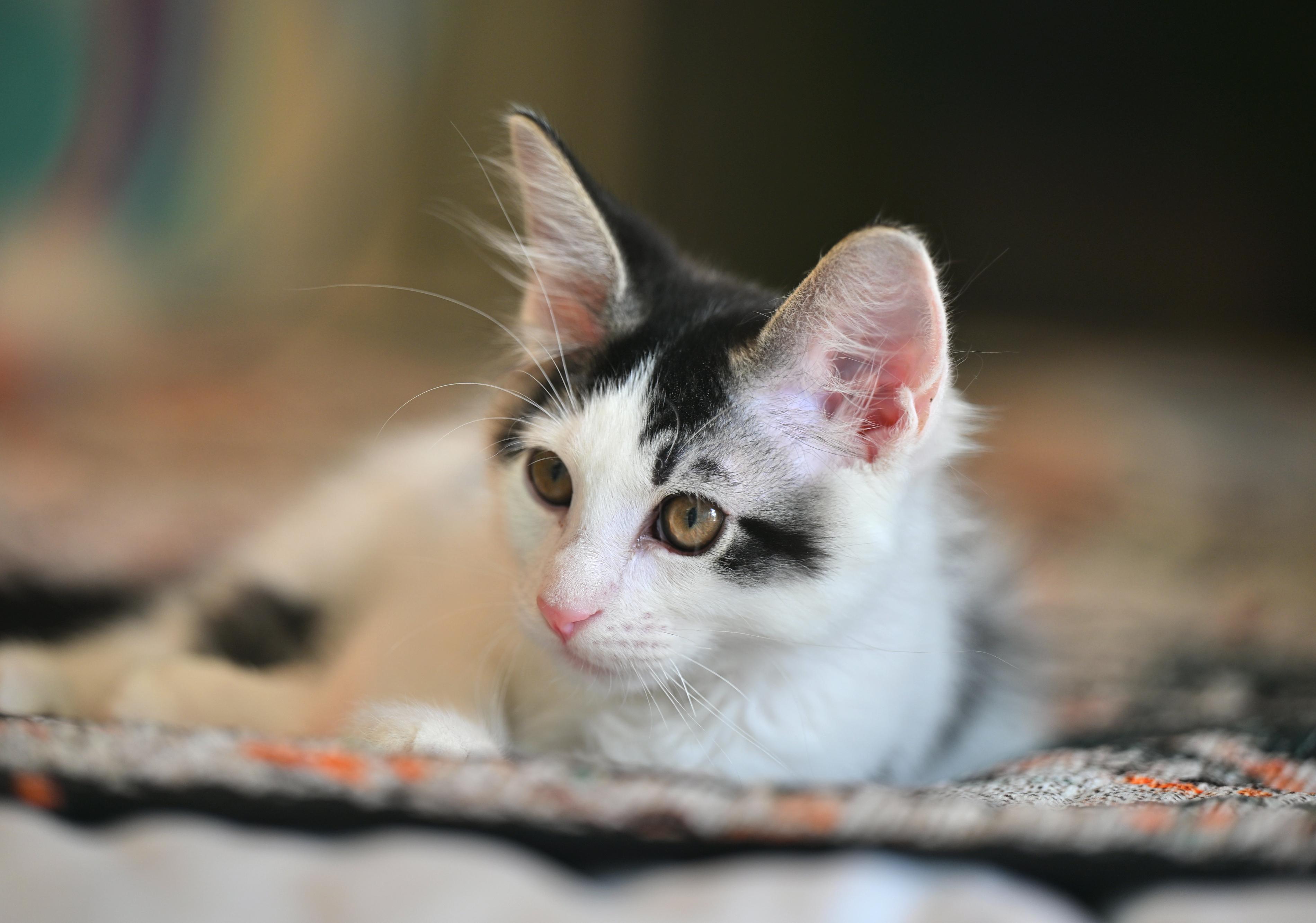 Enlarge Chowda, an adopted mixed breed in Northampton, MA image 1/6