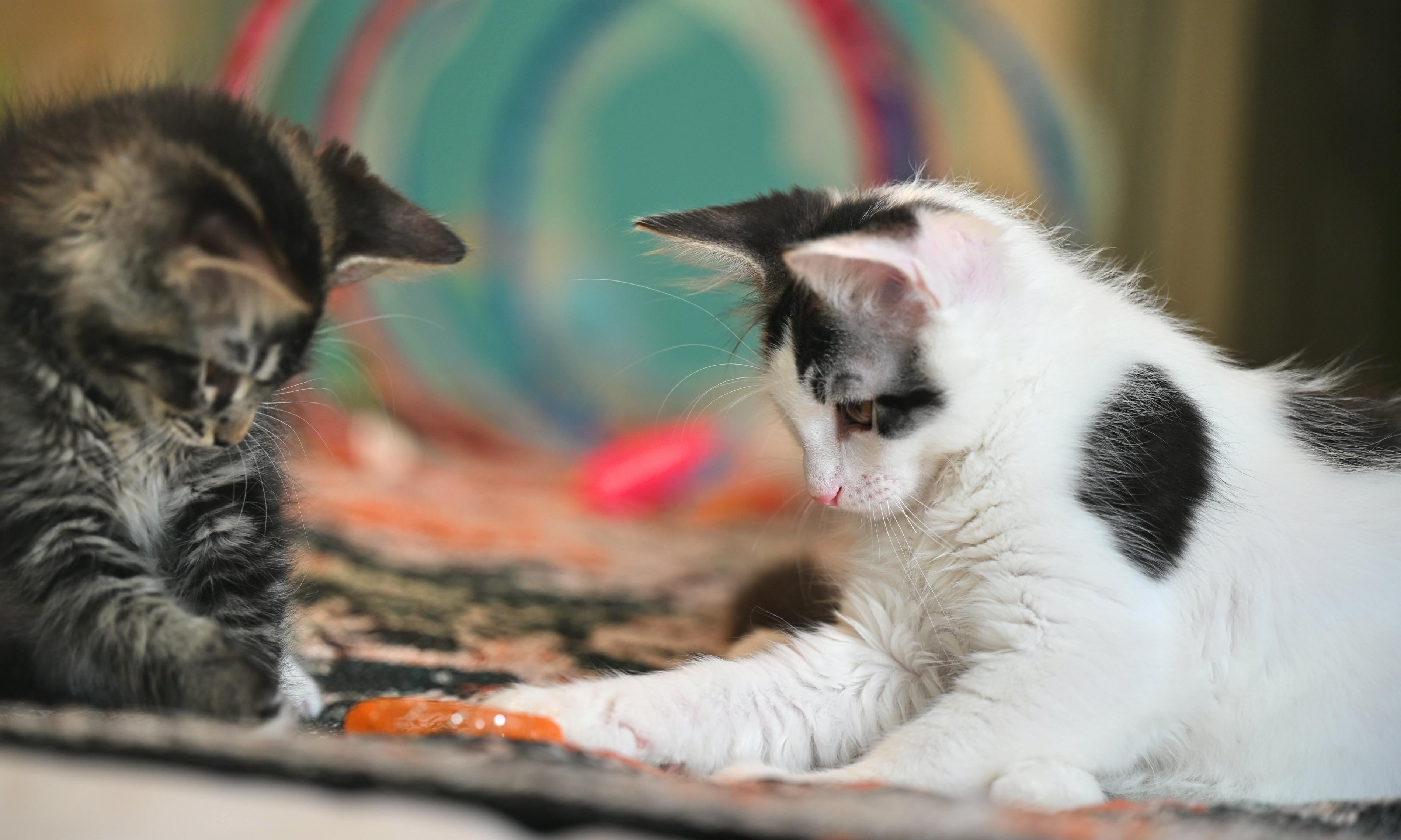 Enlarge Chowda, an adopted mixed breed in Northampton, MA image 5/6