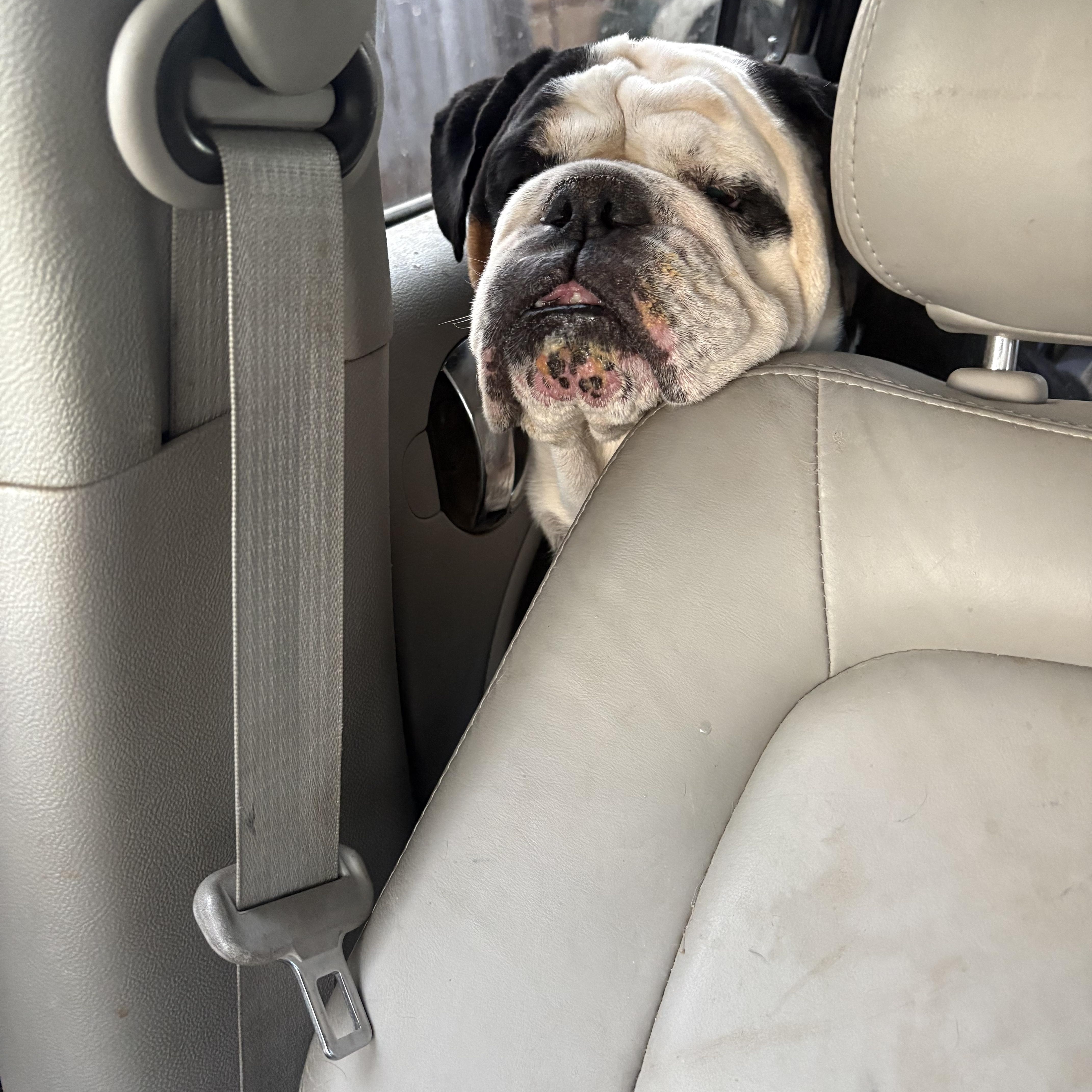 Enlarge Holly, a ADOPTABLE Bulldog in AMARILLO, TX image 4/4