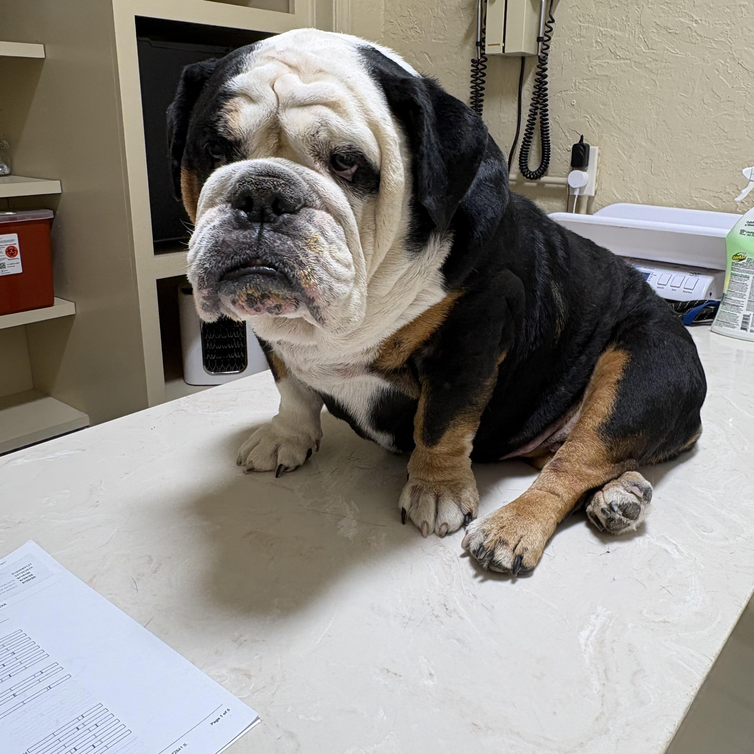 Holly, ADOPTABLE, Senior Female Bulldog.