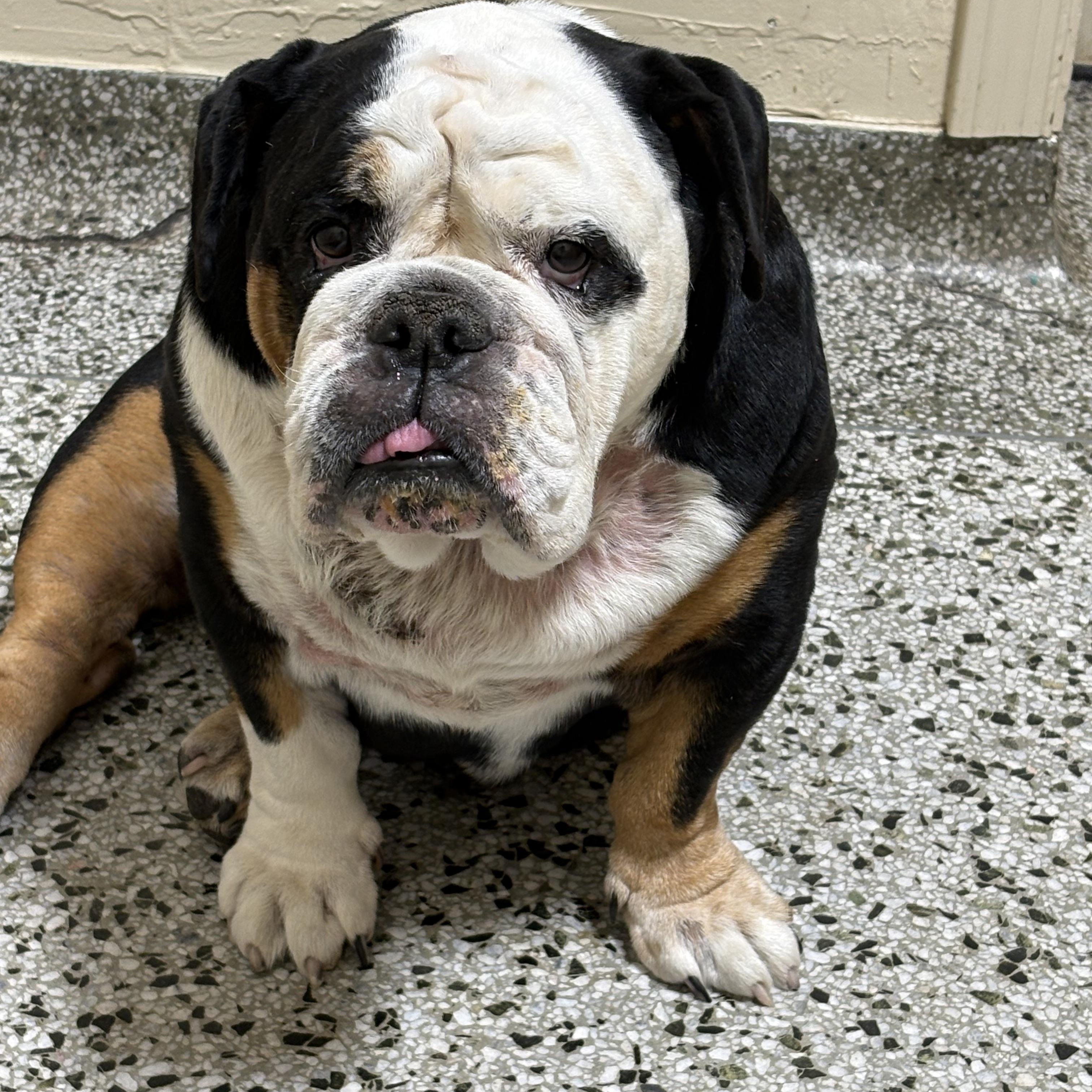 Enlarge Holly, a ADOPTABLE Bulldog in AMARILLO, TX image 3/4