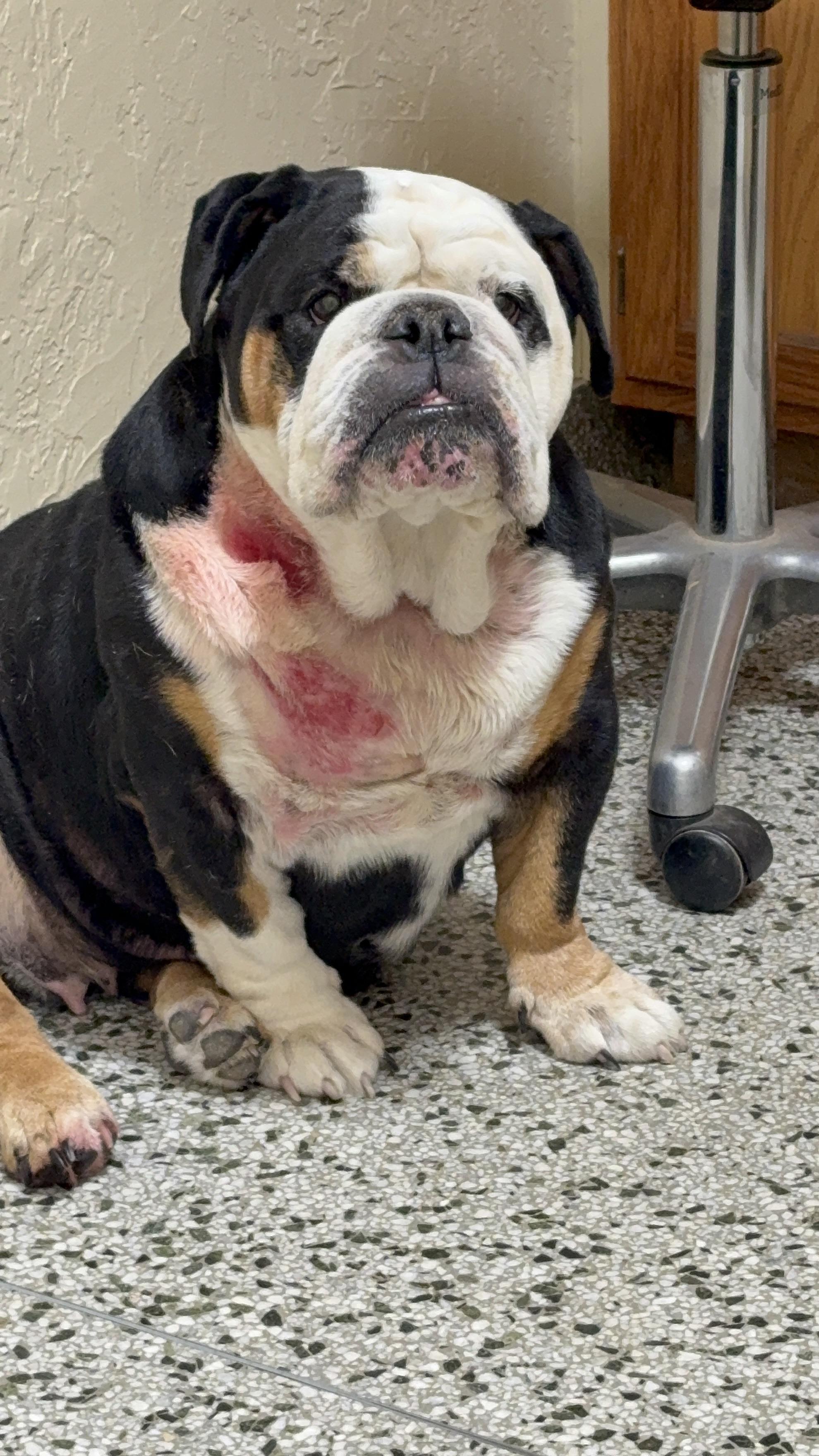 Enlarge Holly, a ADOPTABLE Bulldog in AMARILLO, TX image 2/4