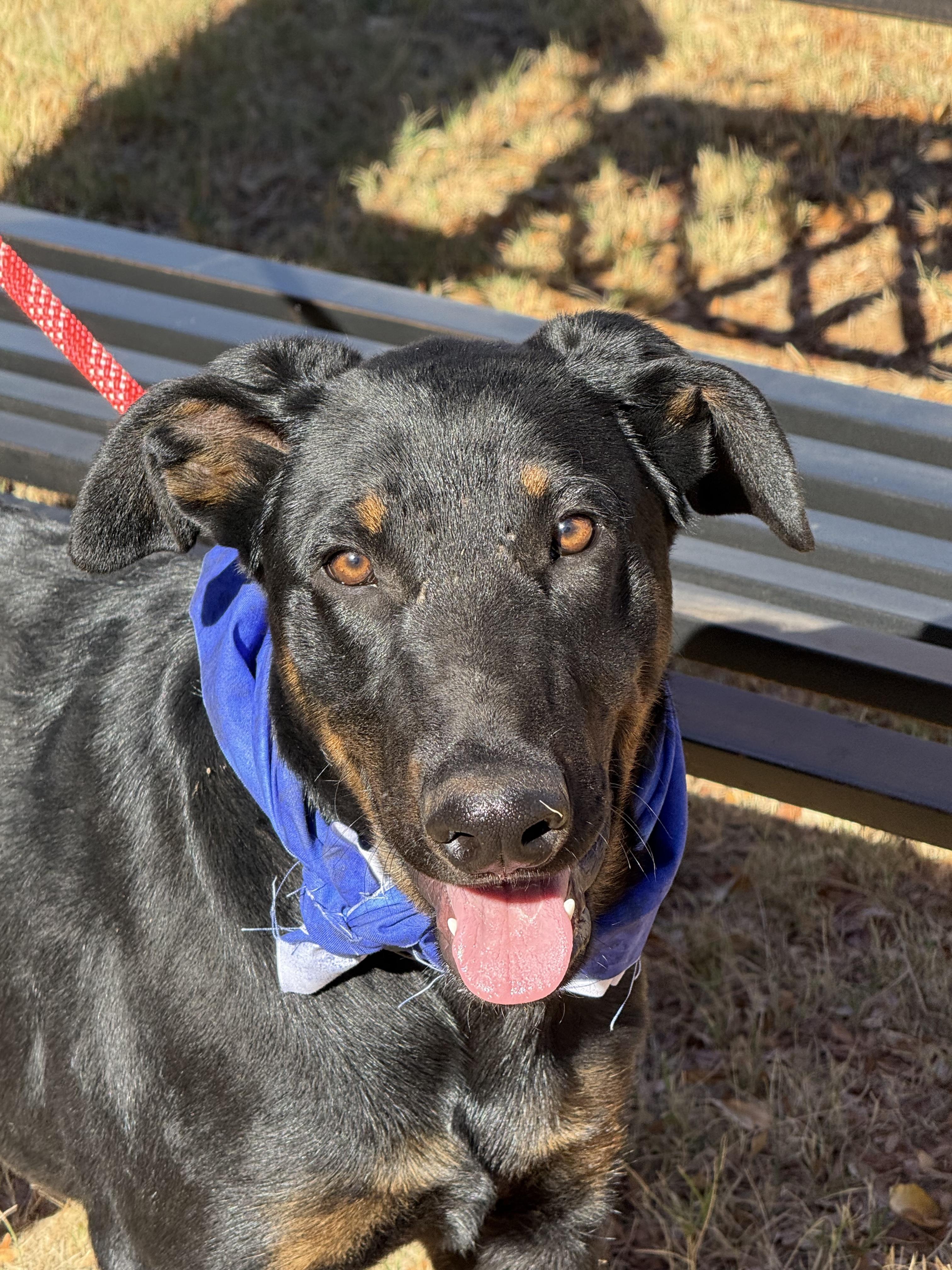 Enlarge REX, a Adoptable mixed breed in Milwaukee, WI image 3/6