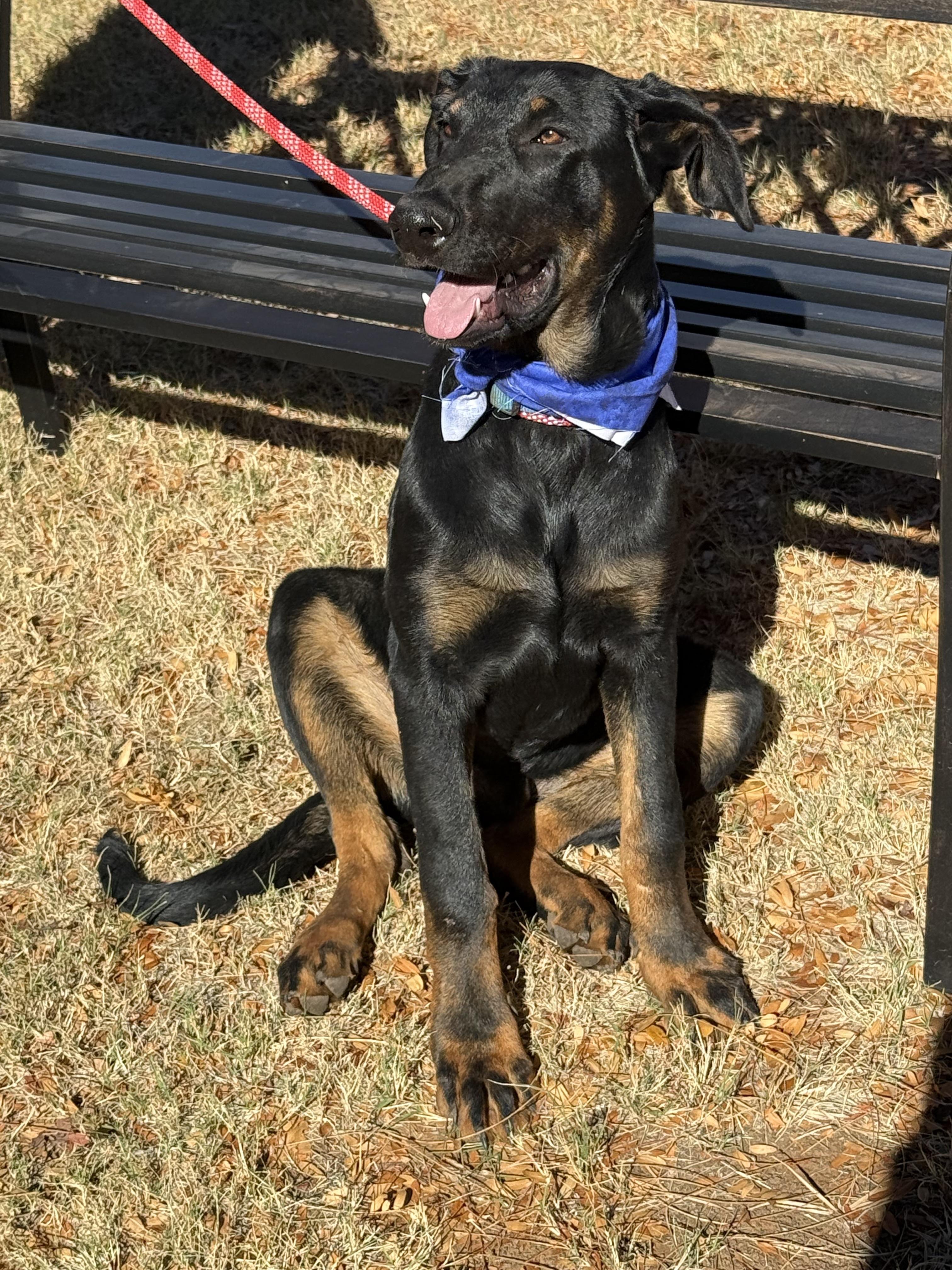 Enlarge REX, a Adoptable mixed breed in Milwaukee, WI image 4/6