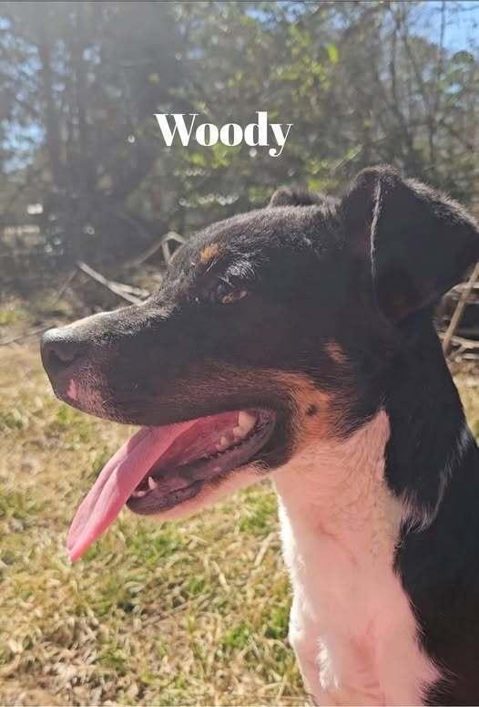 Enlarge Woody, a Adoptable mixed breed in Norfolk, MA image 1/6
