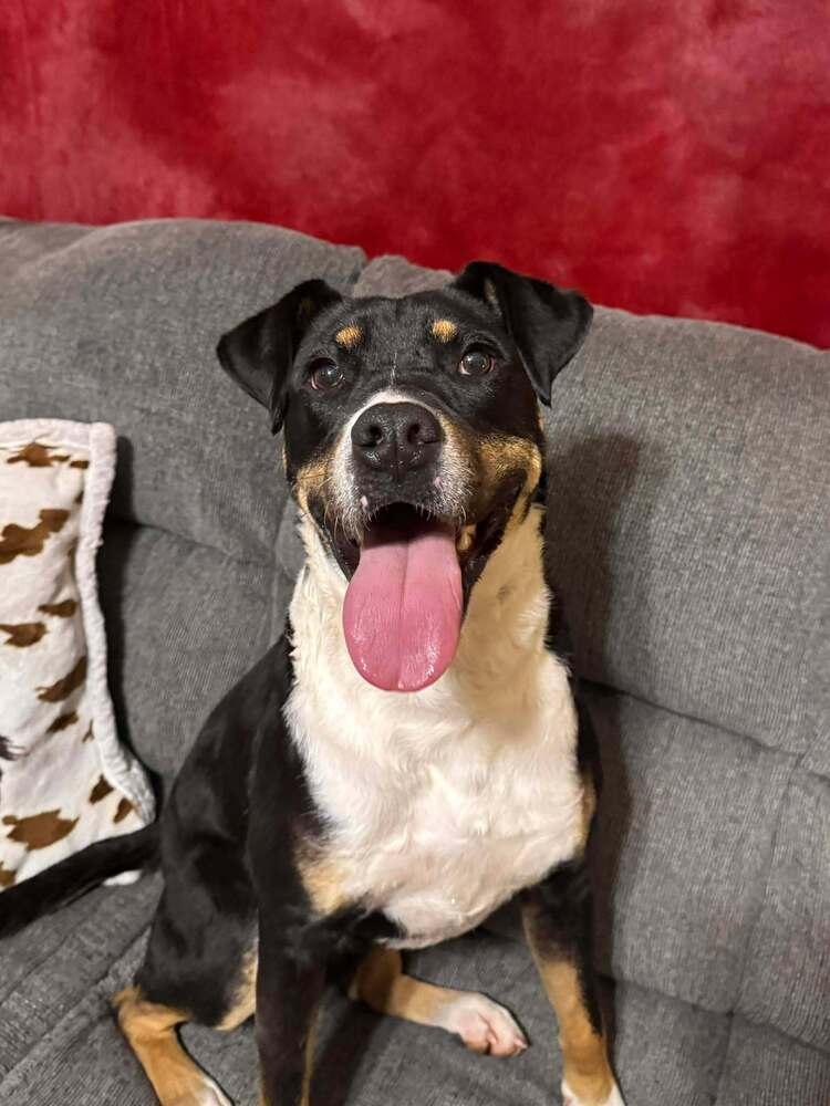 Enlarge Woody, a Adoptable mixed breed in Norfolk, MA image 3/6