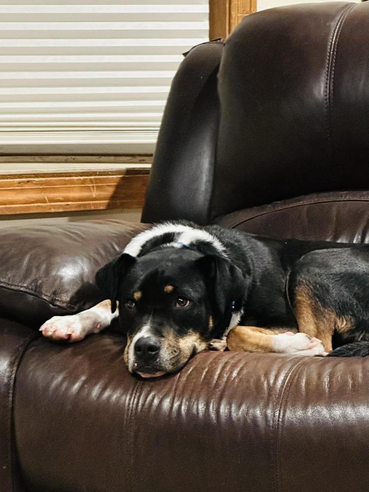 Enlarge Woody, a Adoptable mixed breed in Norfolk, MA image 4/6