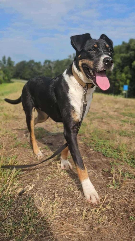 Enlarge Woody, a Adoptable mixed breed in Norfolk, MA image 1/4