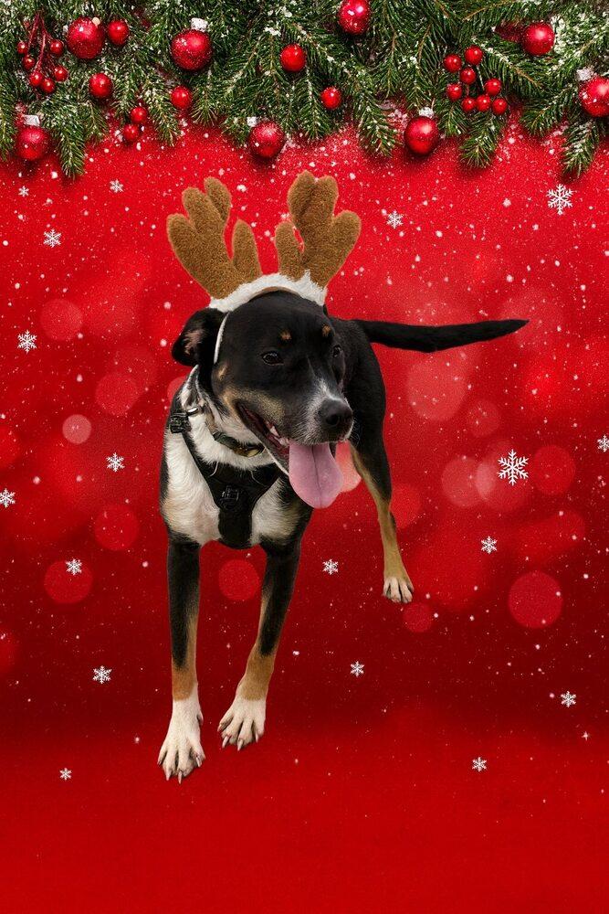 Enlarge Woody, a Adoptable mixed breed in Norfolk, MA image 2/4