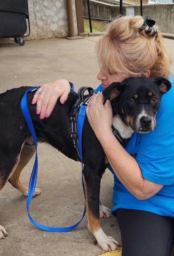Enlarge Woody, a Adoptable mixed breed in Norfolk, MA image 3/4
