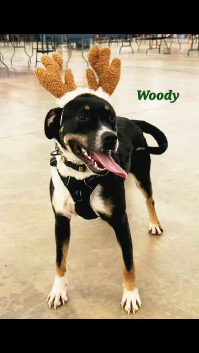 Enlarge Woody, a Adoptable mixed breed in Norfolk, MA video 4/4