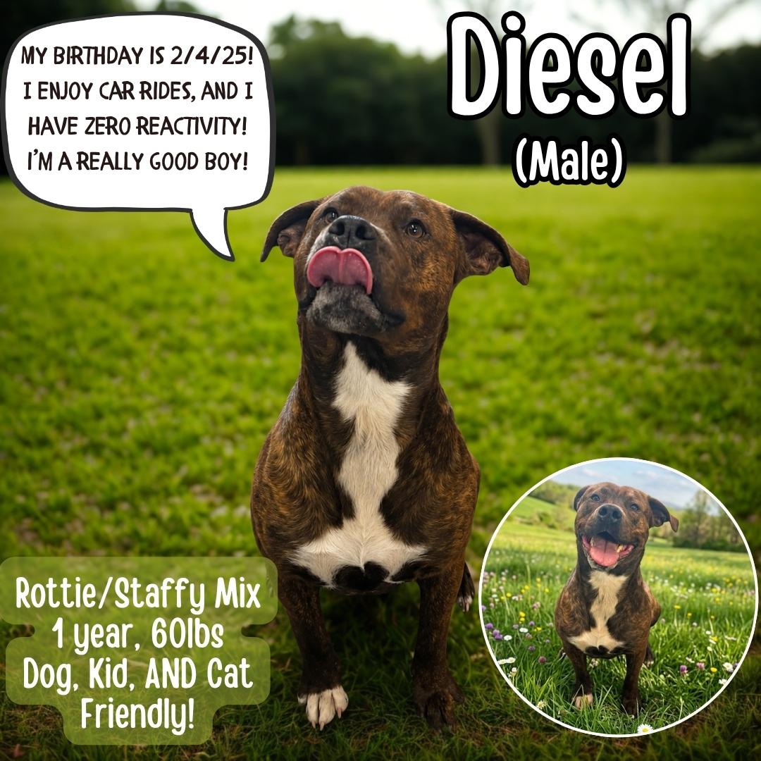 Diesel, ADOPTABLE, Young Male American Staffordshire Terrier & Rottweiler.