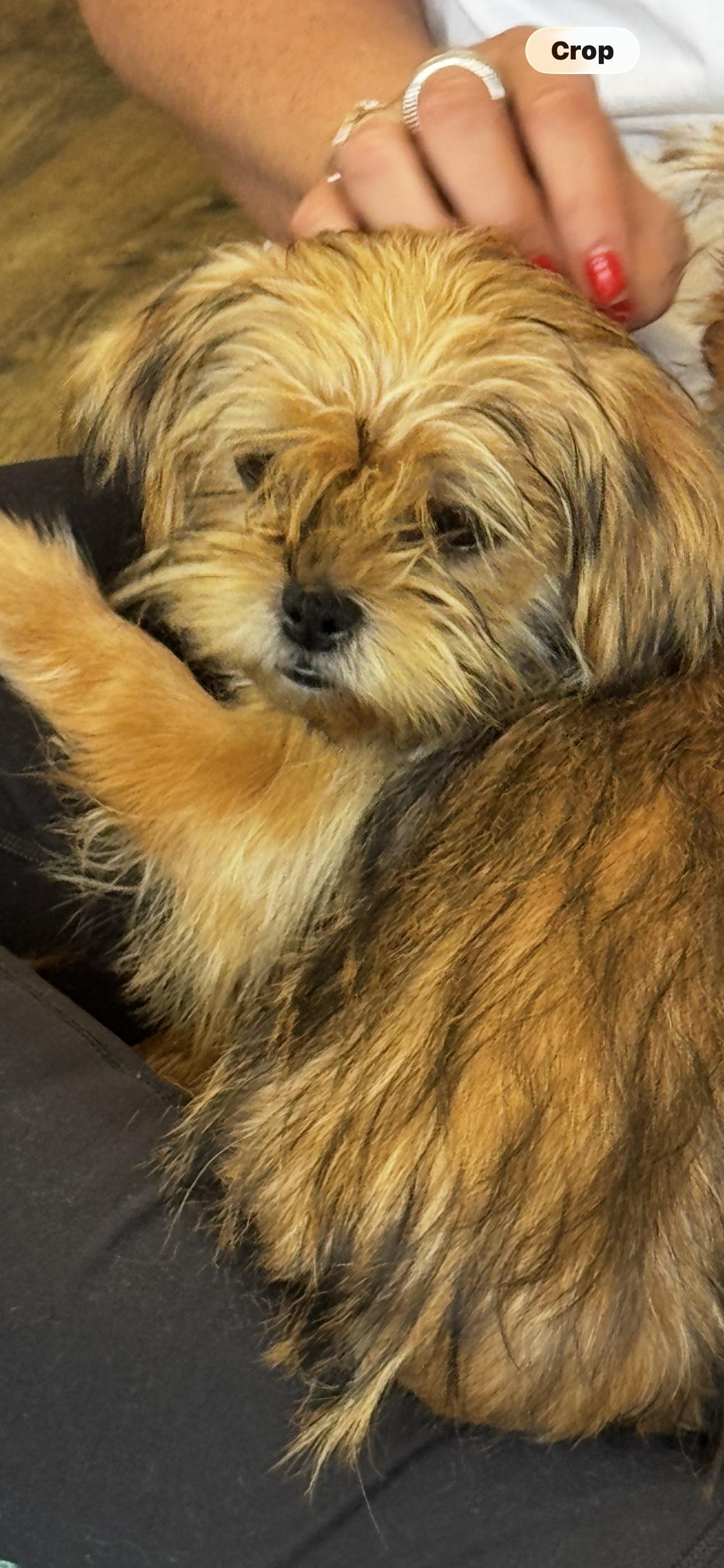 Lilo, ADOPTABLE, Puppy Female Shorkie.
