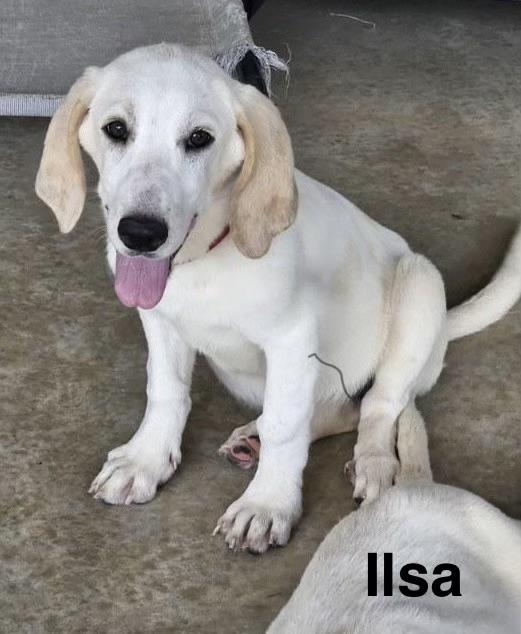 Ilsa, ADOPTABLE, Puppy Female Basset Hound & Great Pyrenees.