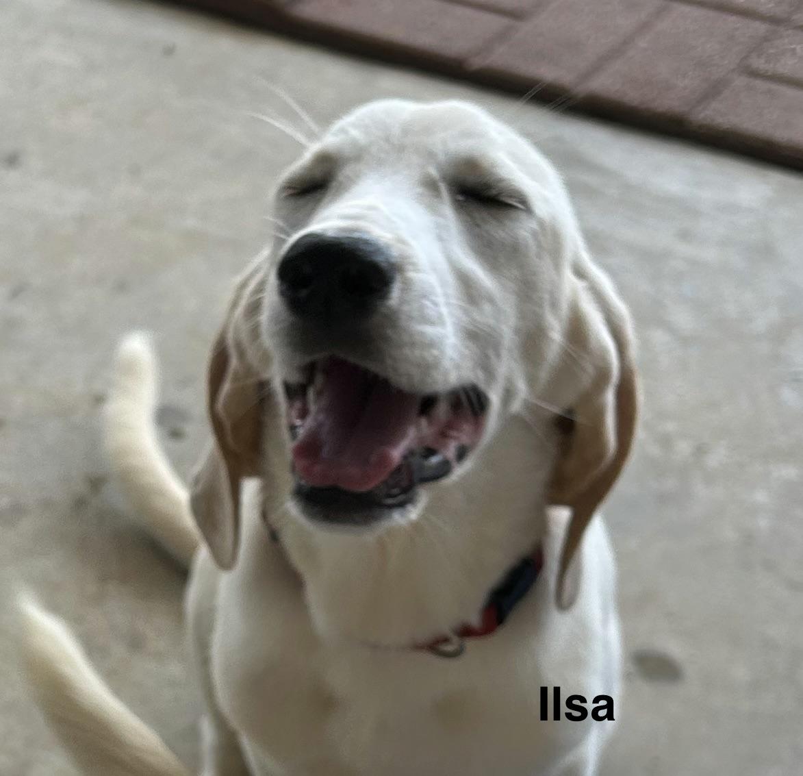 Ilsa, a ADOPTABLE mixed breed in Cedarburg, WI image 2/2