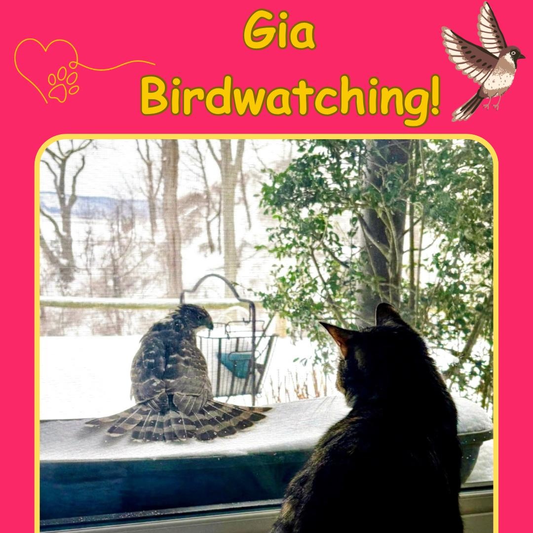 Gia - one eyed beauty , a Adoptable Domestic Short Hair in Bronx, NY image 4/4