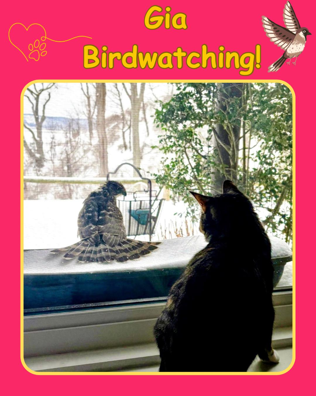 Enlarge Gia - one eyed beauty , a Adoptable Domestic Short Hair in Port Chester, NY image 4/4