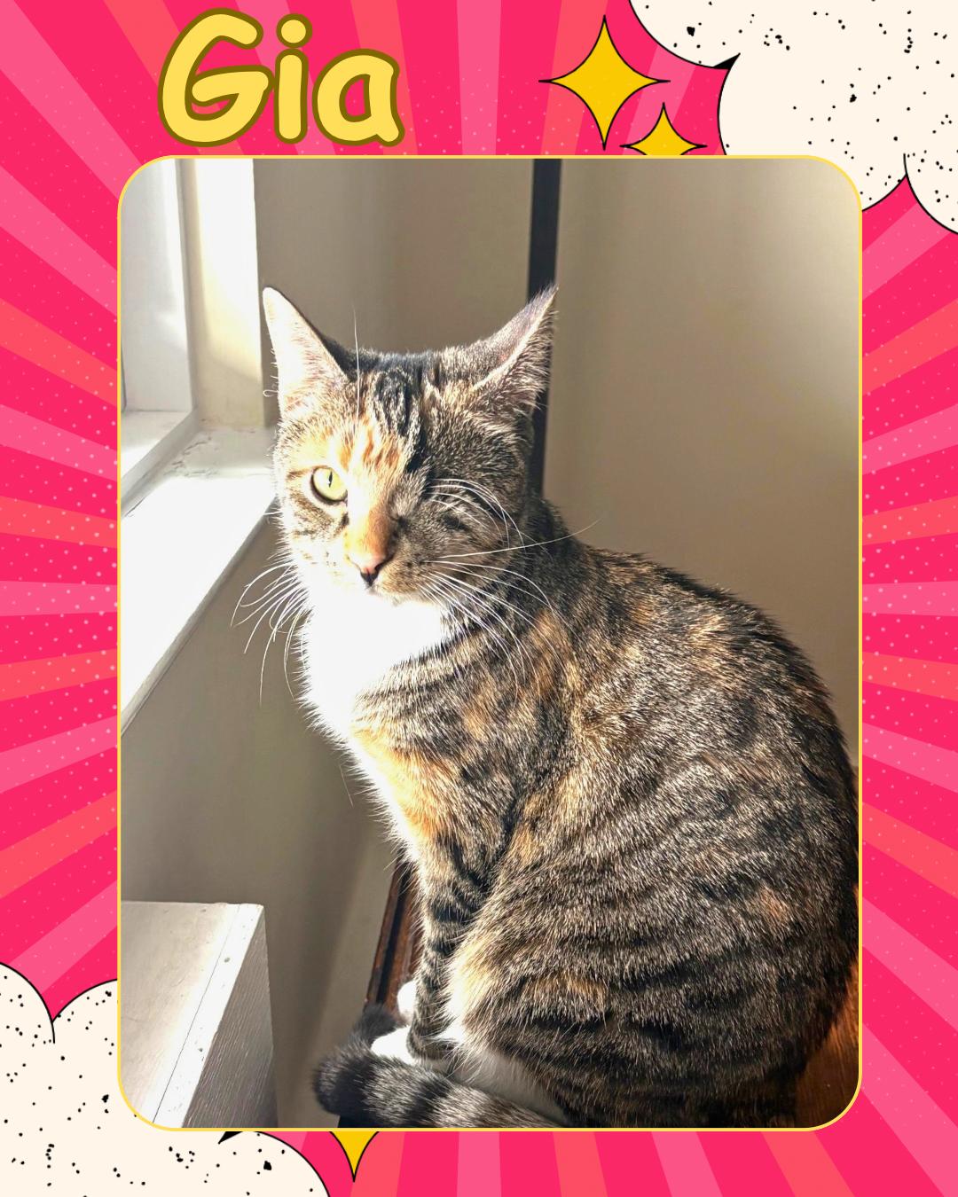 Enlarge Gia - one eyed beauty , a Adoptable Domestic Short Hair in Port Chester, NY image 1/4