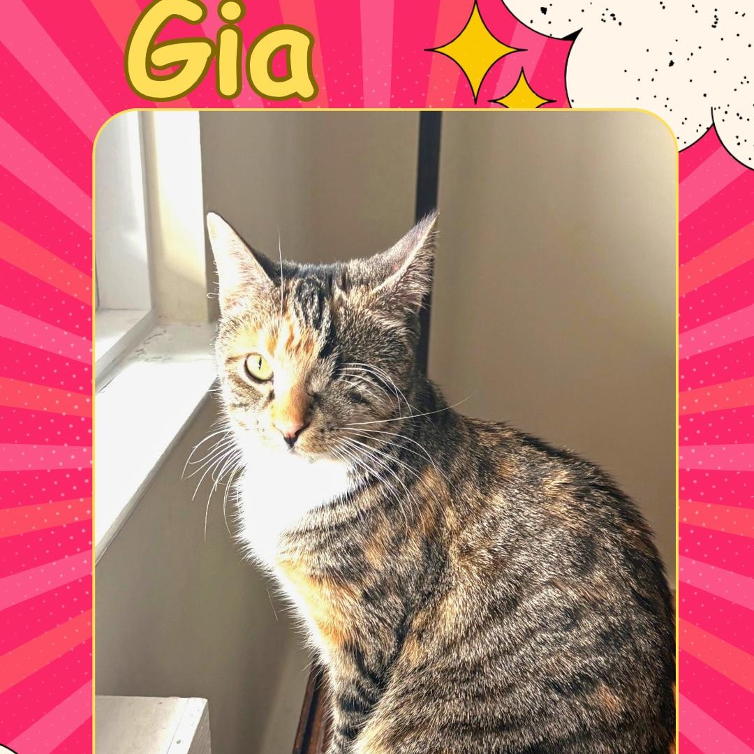 Gia - one eyed beauty , a Adoptable Domestic Short Hair in Bronx, NY image 1/4