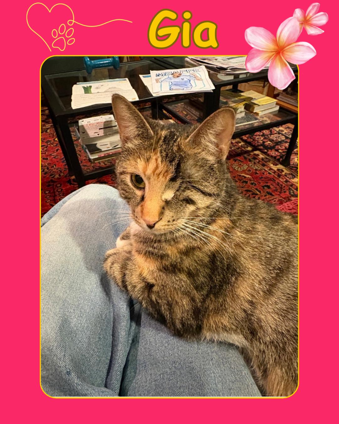 Enlarge Gia - one eyed beauty , a Adoptable Domestic Short Hair in Port Chester, NY image 2/4