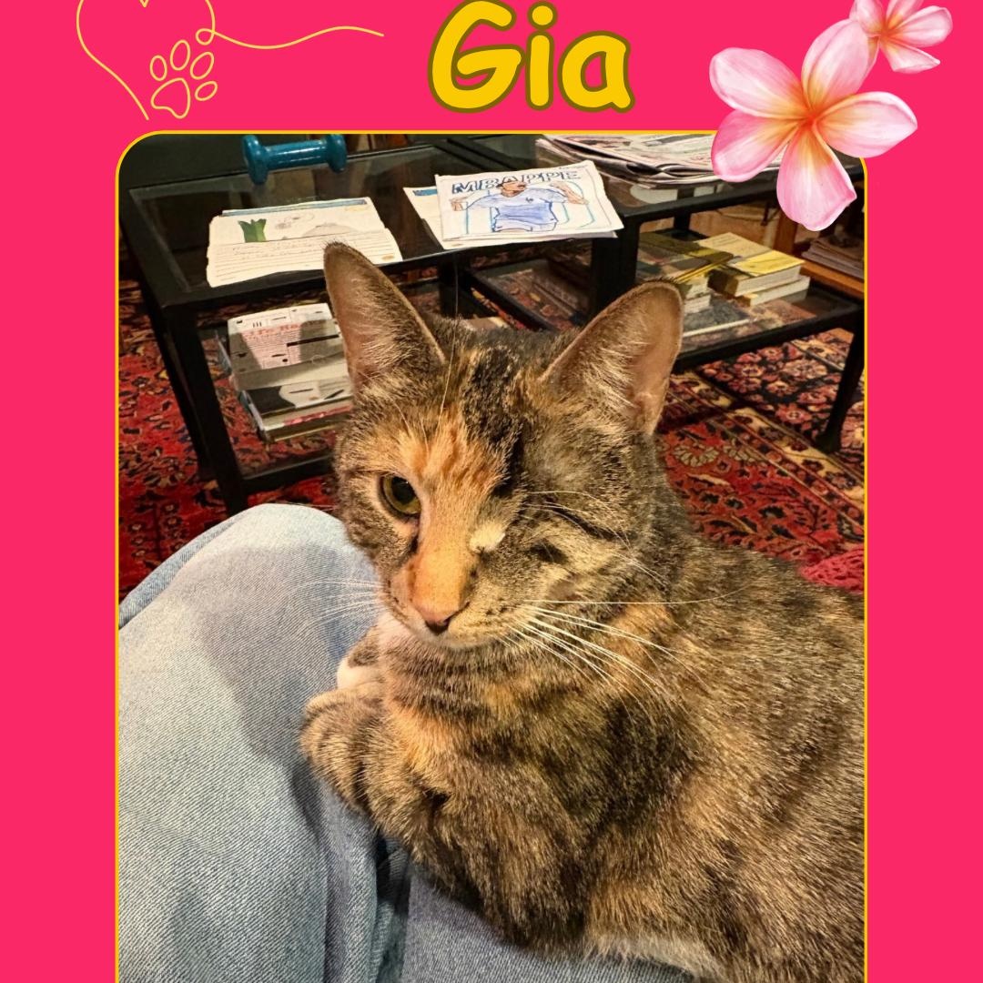 Gia - one eyed beauty , a Adoptable Domestic Short Hair in Bronx, NY image 2/4