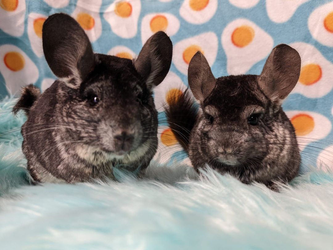 Pablo & Sid, a Adoptable Chinchilla in Fountain Valley, CA image 1/17