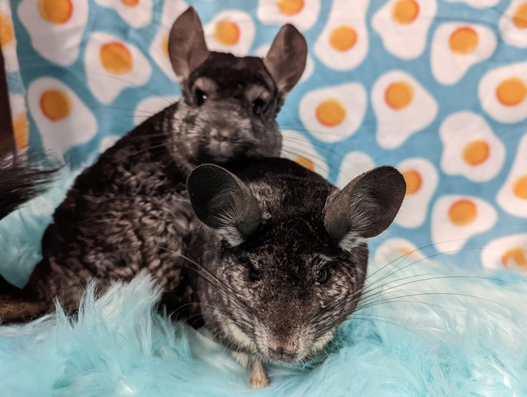 Pablo & Sid, a Adoptable Chinchilla in Fountain Valley, CA image 2/17