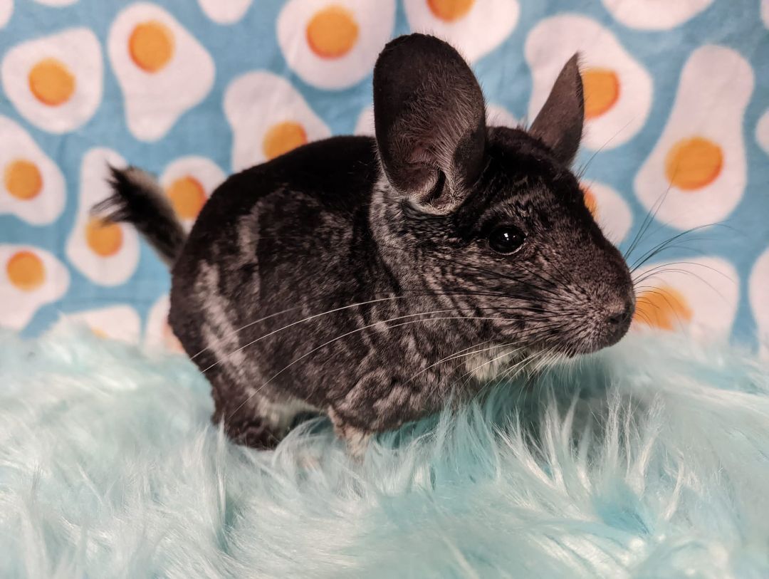 Pablo & Sid, a Adoptable Chinchilla in Fountain Valley, CA image 3/17
