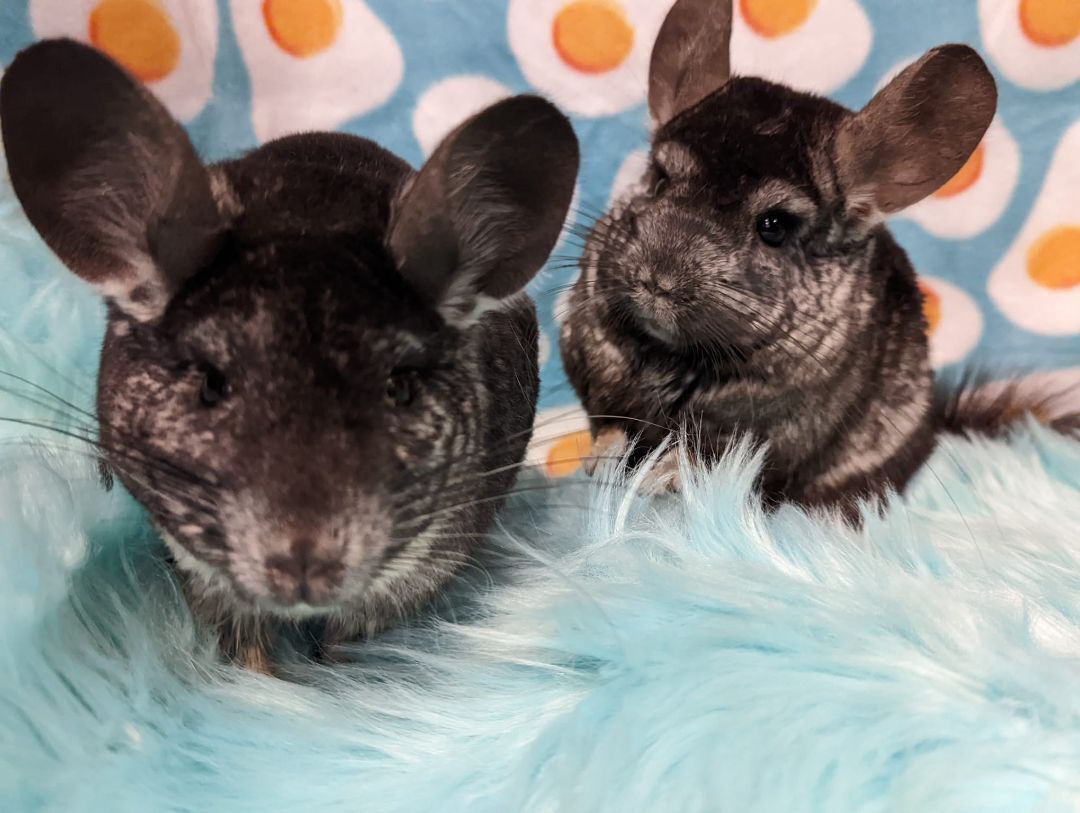 Pablo & Sid, a Adoptable Chinchilla in Fountain Valley, CA image 4/17