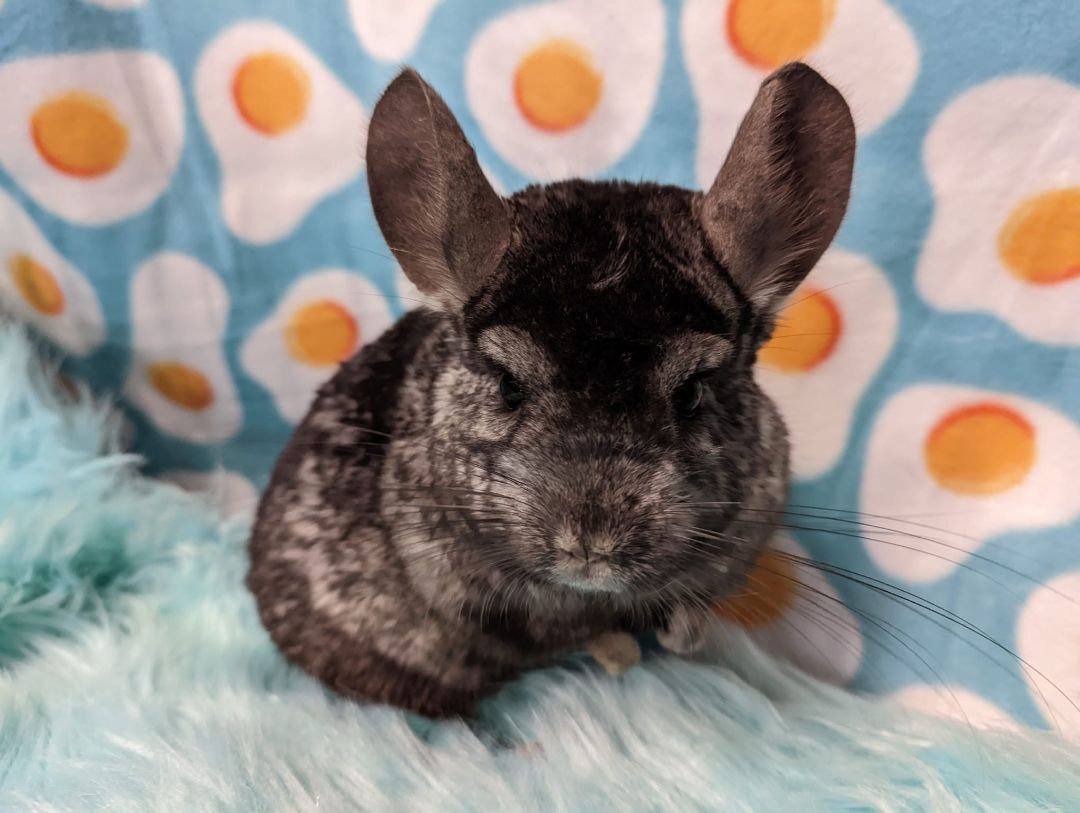 Pablo & Sid, a Adoptable Chinchilla in Fountain Valley, CA image 5/17