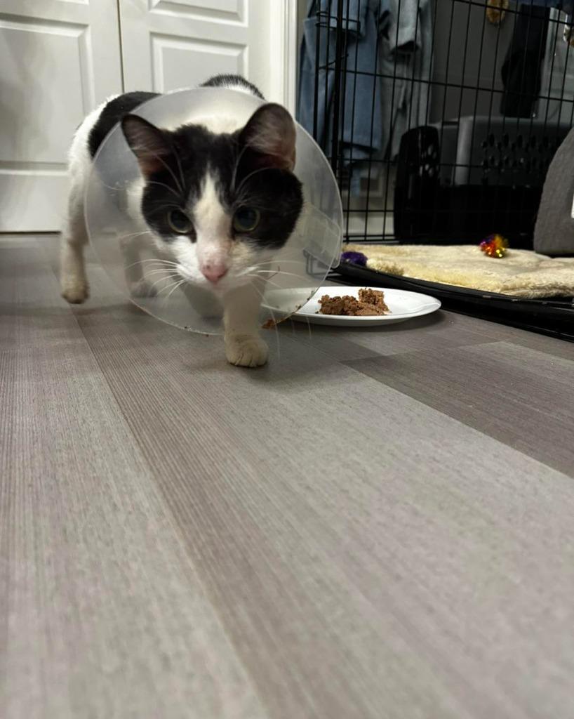 Viola, Adoptable, Young Female Domestic Short Hair.