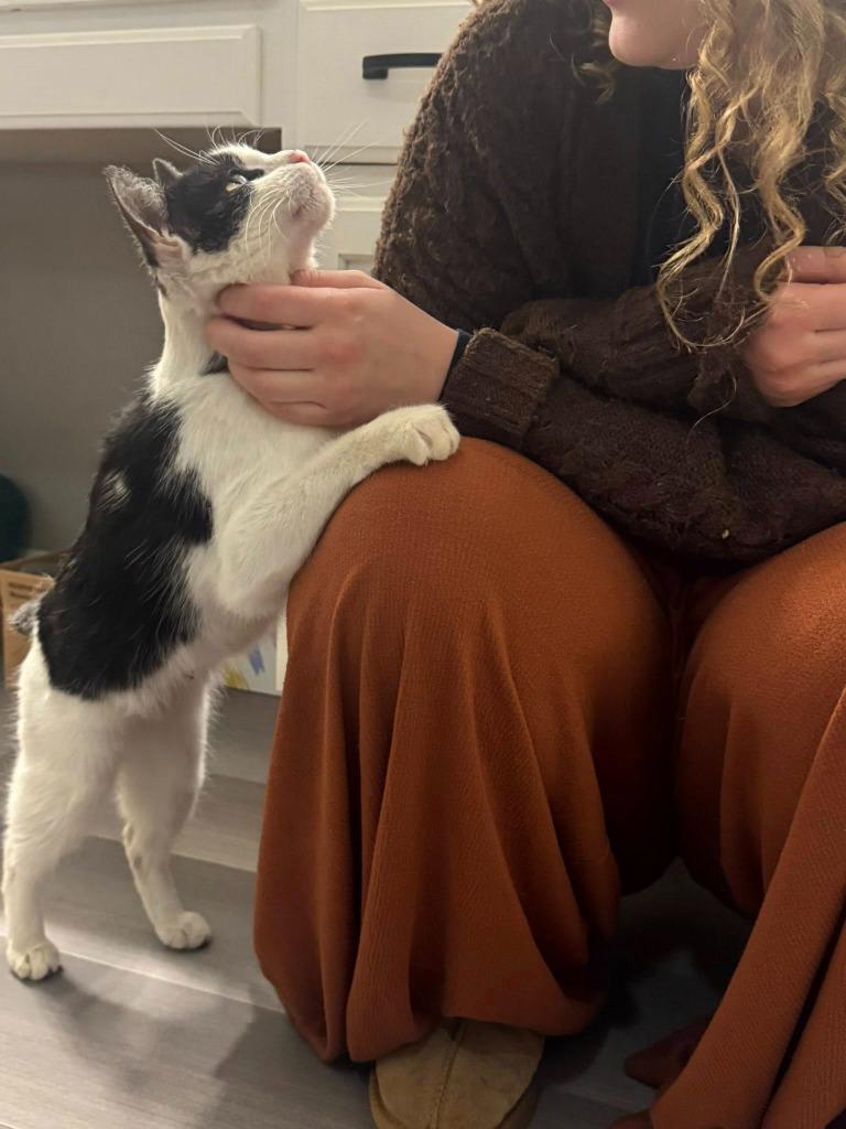 Enlarge Viola, a Adoptable mixed breed in Libertyville, IL image 2/6