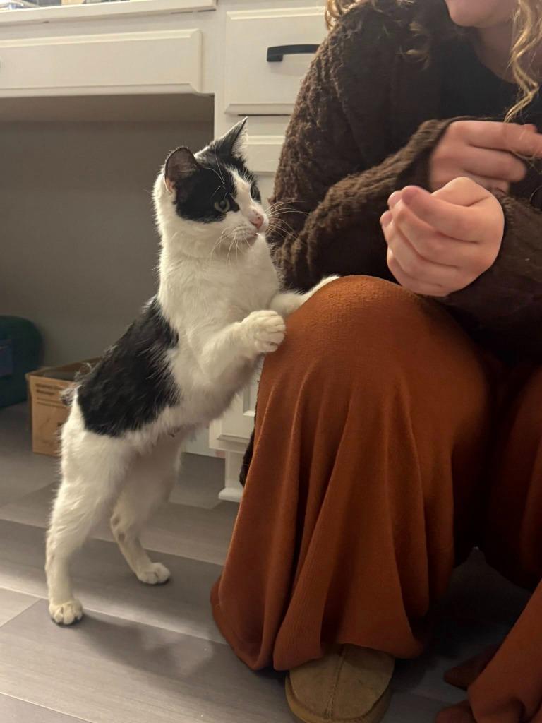 Enlarge Viola, a Adoptable mixed breed in Libertyville, IL image 3/6