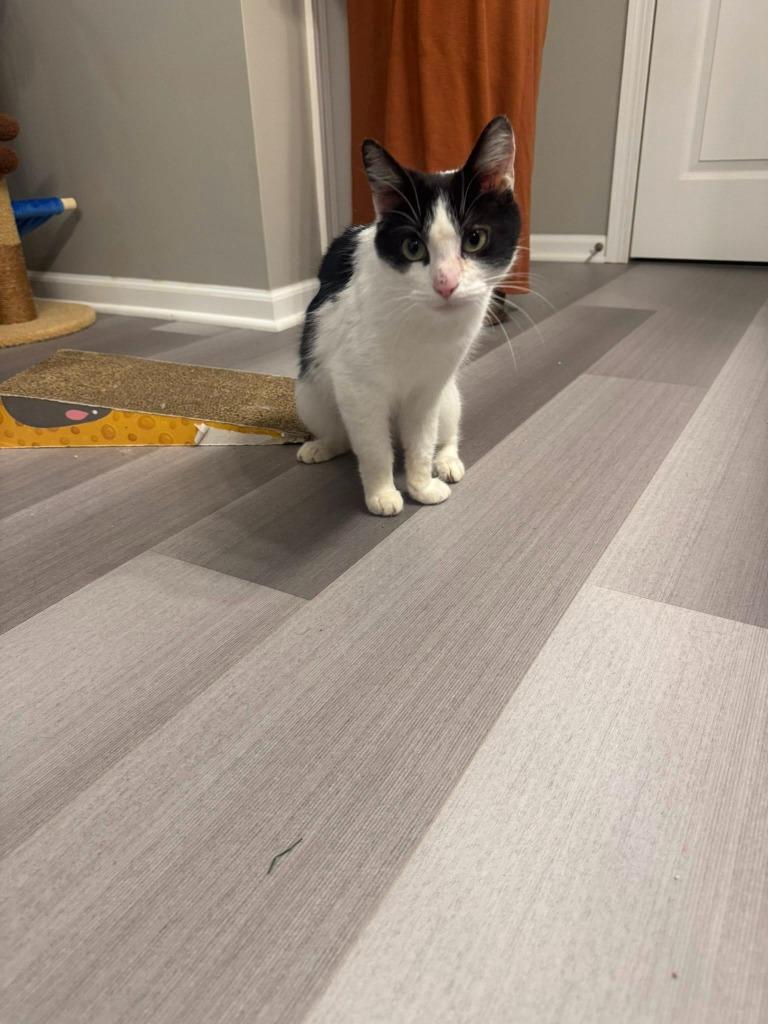 Enlarge Viola, a Adoptable mixed breed in Libertyville, IL image 4/6